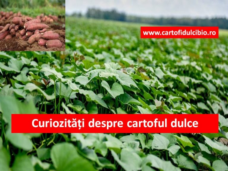 Știați că? Curiozități despre cartoful dulce | Răsaduri de cartofi dulci